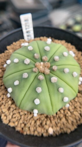 【忆多肉】星兜实生(7cm)t218