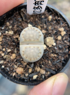 【忆多肉】大窗饼干寿丽t564