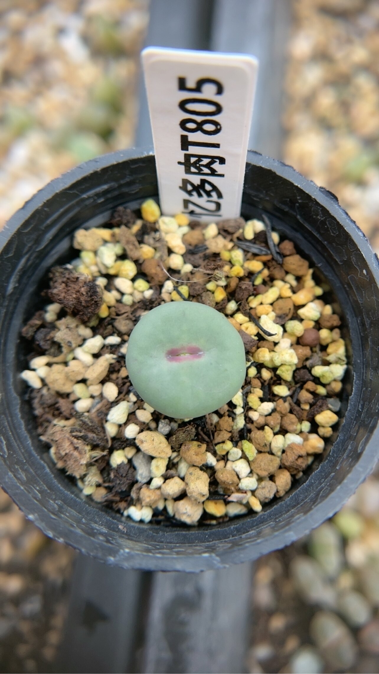 【忆多肉】肉锥花小红嘴t805