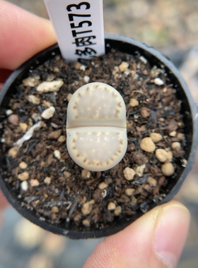 【忆多肉】大窗饼干寿丽t573