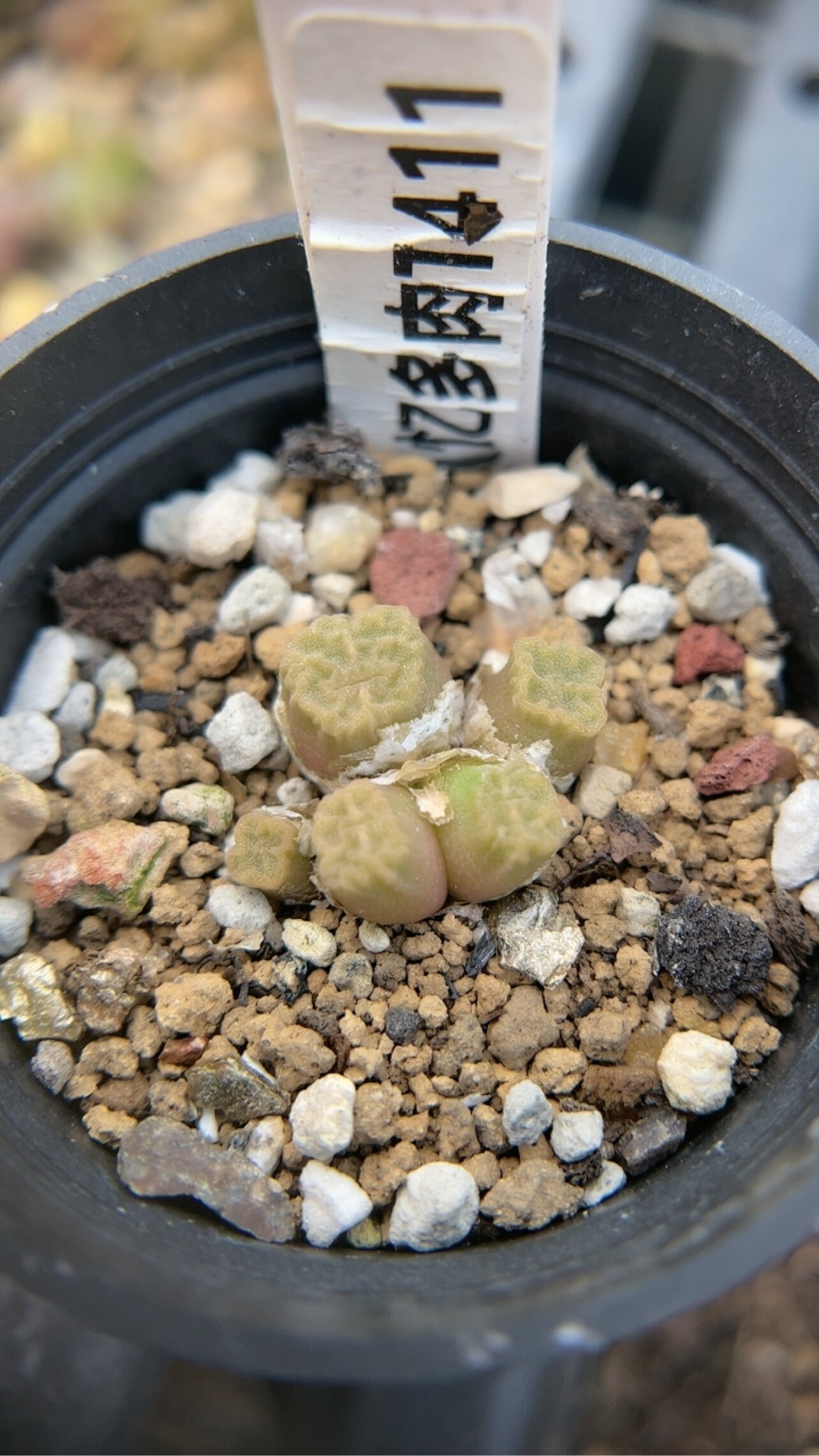 【忆多肉】肉锥花烧麦t411