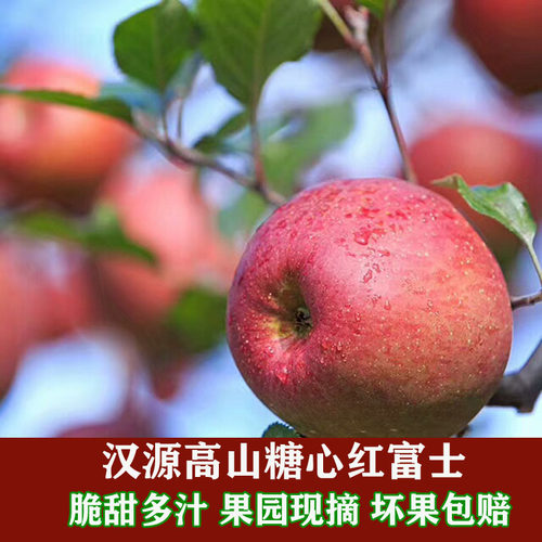 四川省汉源县红富士红将军甜脆爽