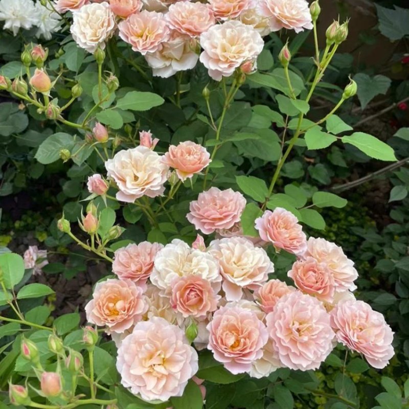 新品月季花苗八神庵阳台盆栽庭院地栽三季开花卉丰花抗病耐热耐寒,鲜花速递/花卉仿真/绿植园艺,月季/蔷薇/玫瑰,淘宝优惠券,粉丝福利购,淘宝优惠卷