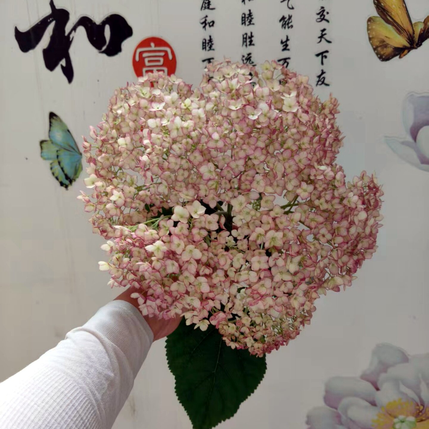 新品大花木本绣球梦幻粉色贝拉安娜阳台盆栽庭院地栽抗寒直立性好