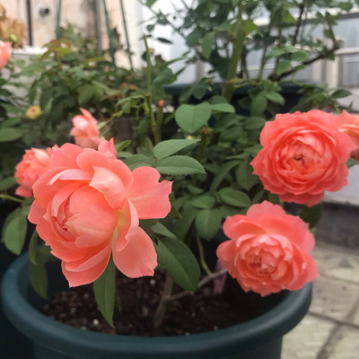 诺娃阳台盆栽三季开花新品勤花