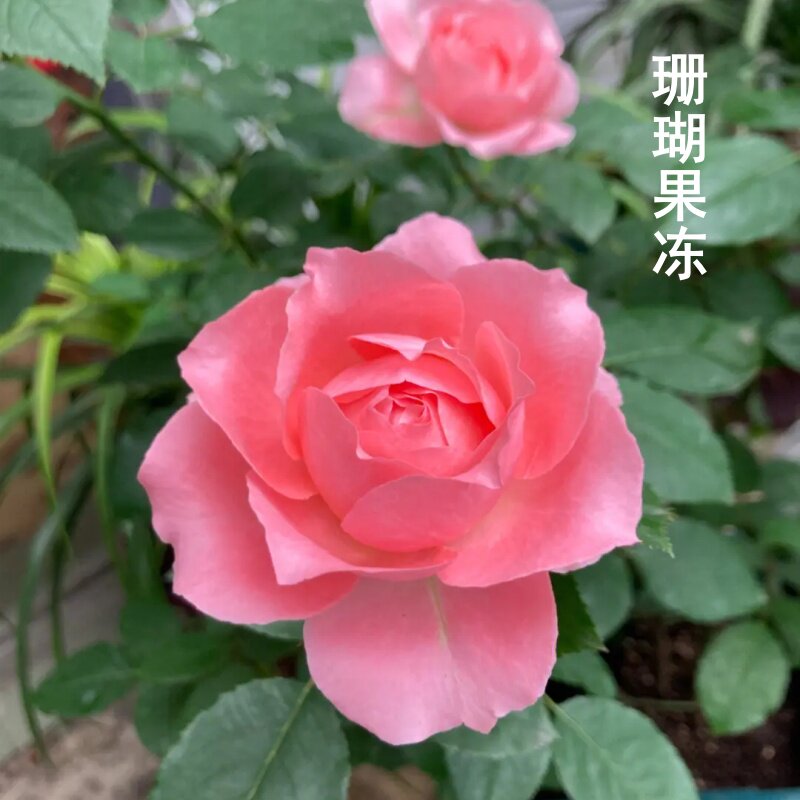 新品阳台盆栽庭院地栽三季开月季