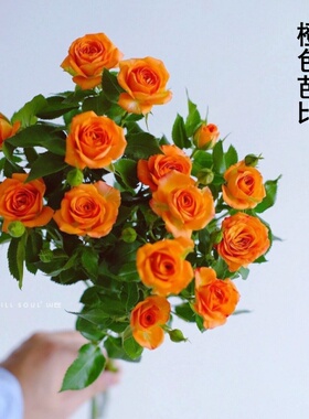 新品月季花苗橙色芭比大苗阳台盆栽庭院地栽三季开花花卉多头直立