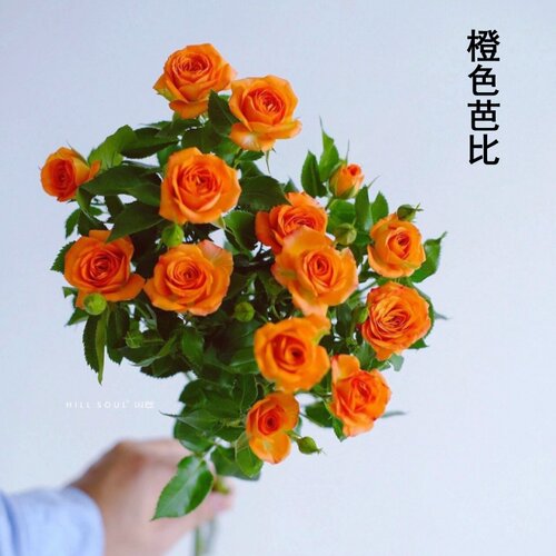 新品月季橙色芭比阳台盆栽庭院