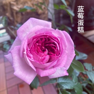 新品月季花苗蓝莓蛋糕大苗阳台盆栽三季开花花卉庭院地栽抗病抗寒