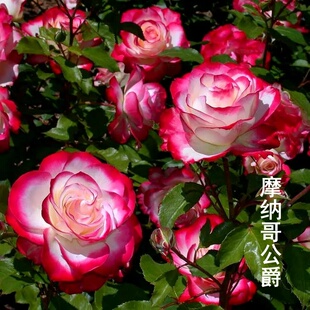 新品月季花苗摩纳哥公爵三季开花卉阳台盆栽切花玫瑰抗病庭院地栽