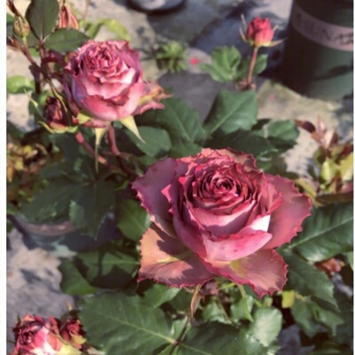 带花发货新品月季英伦节拍三季开