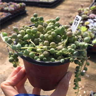 佛珠锦多肉植物佛珠 一物一拍垂盆易养易爆盆满38包邮