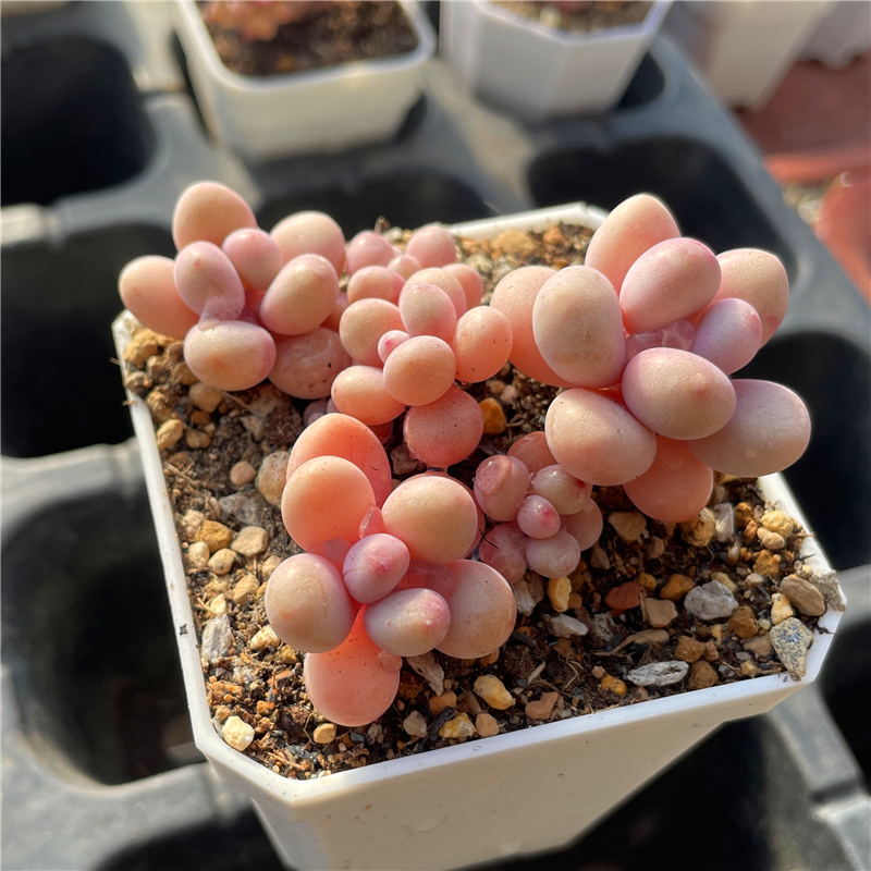 多肉植物特价2元3元清棚精养多肉植物直播优选一物一拍38包邮