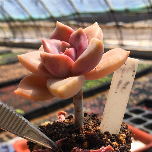 紫乐旭鹤华丽风车多肉植物