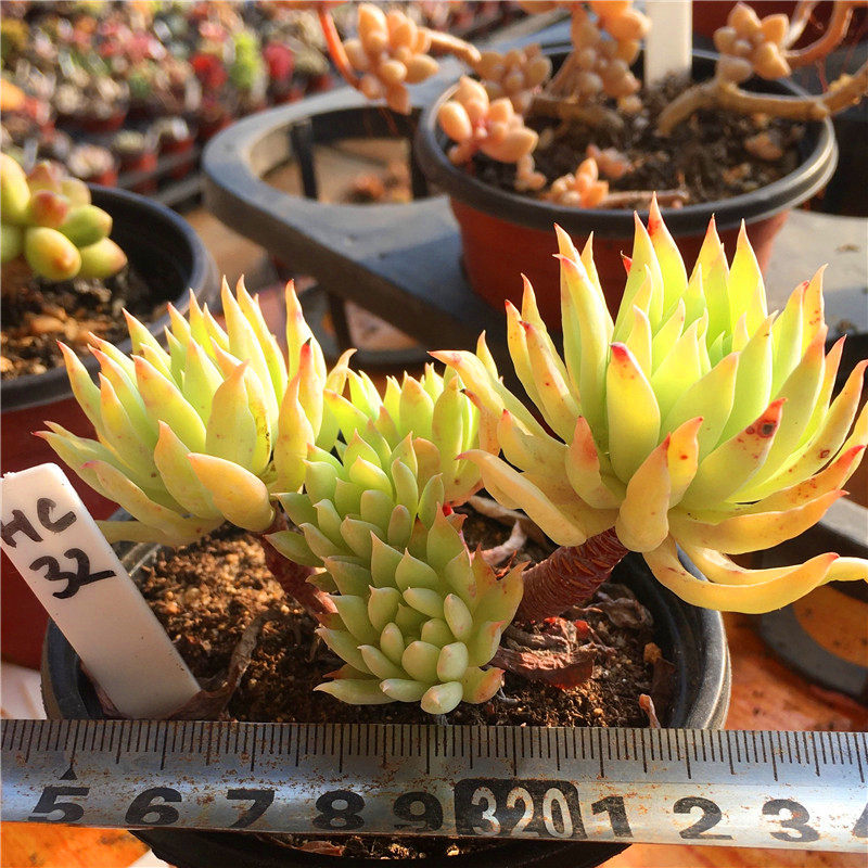 蓝色天使多肉植物一物一拍小桩果冻色清晟园艺满38包邮