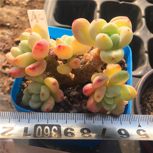 劳尔罗琦小桩多肉植物一物一拍