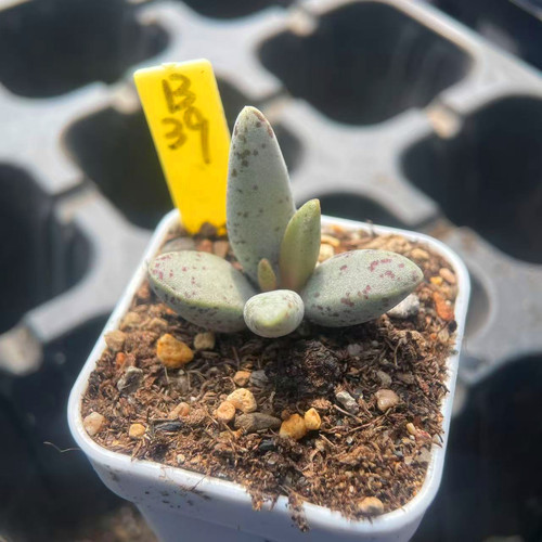 白棒子水泡一物一拍多肉植物