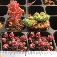 超美護(hù)盆草藍(lán)紫色易爆盆多肉植物