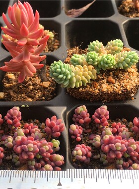 大姬星美人蓝紫色黄绿色护盆草类多肉植物清晟园艺满38包邮