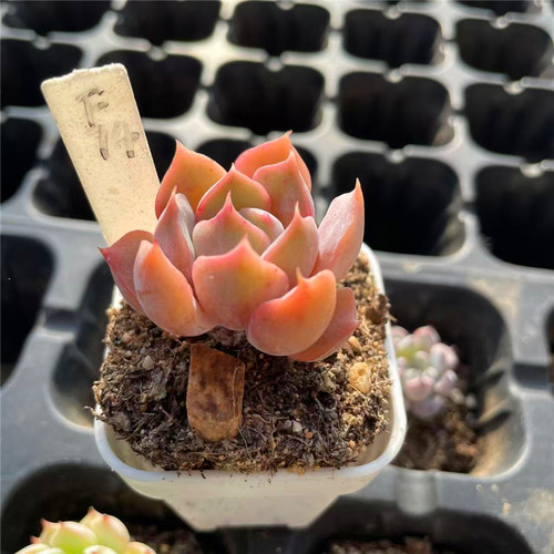 菲欧娜一物一拍迷你精养多肉植物
