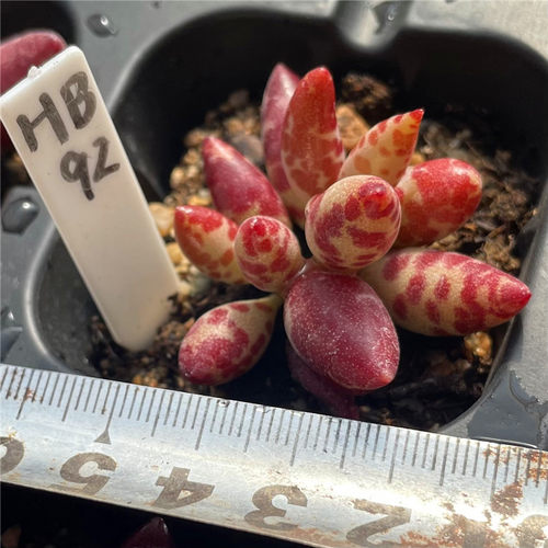 易养水泡单件包邮多肉植物稀有