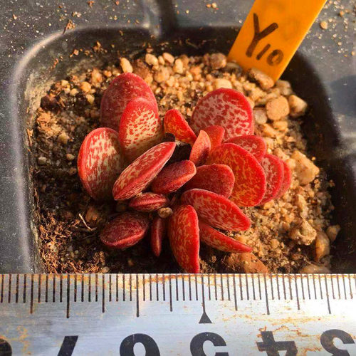 赤兔水泡粉色圆叶斑点易养新手