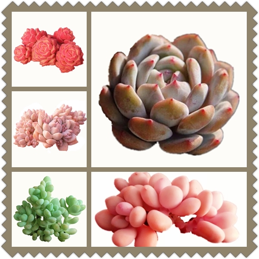 二元包邮7月更新多肉组合盆栽