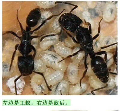 横纹齿猛蚁 群战 猛蚁  2025年 新后  家园工坊城堡部落 宠物活体
