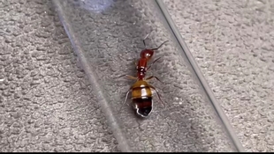 里氏弓背蚁 新疆蚂蚁新后颜值巅峰活体昆虫活体饲养蚂蚁工坊