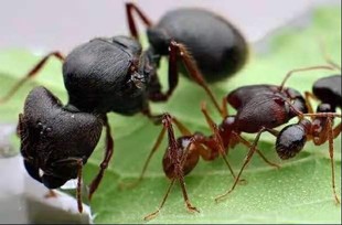 四节大头蚁 zui大大头蚁 宠物蚂蚁 活体 工坊 2022年新后现货