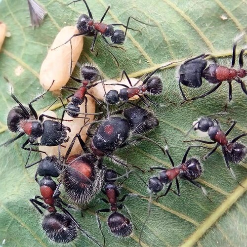 香斑弓背蚁大型宠物活体工坊
