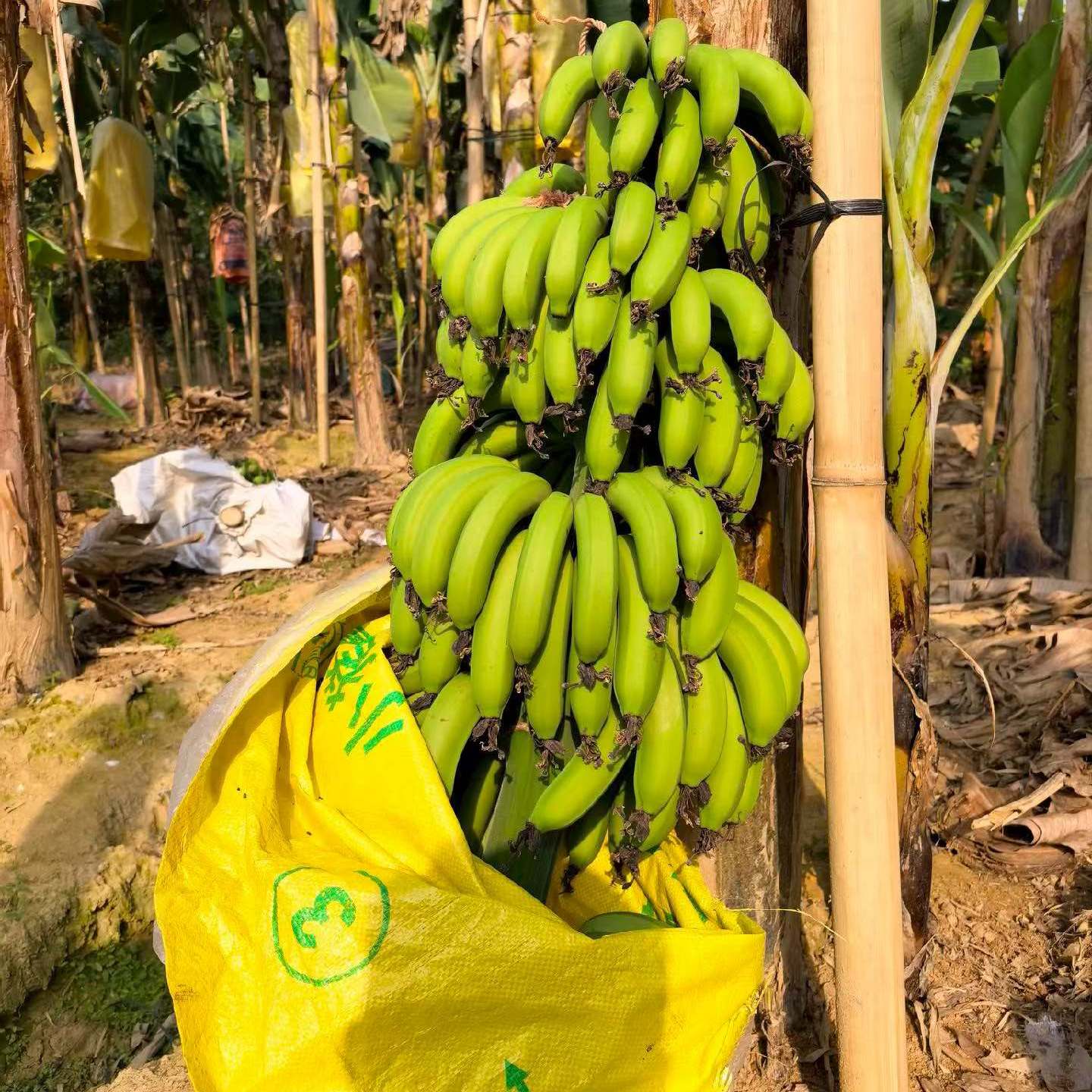 广东信宜粉蕉新鲜采摘发货5斤农家自种植自然成熟无催熟青皮香蕉