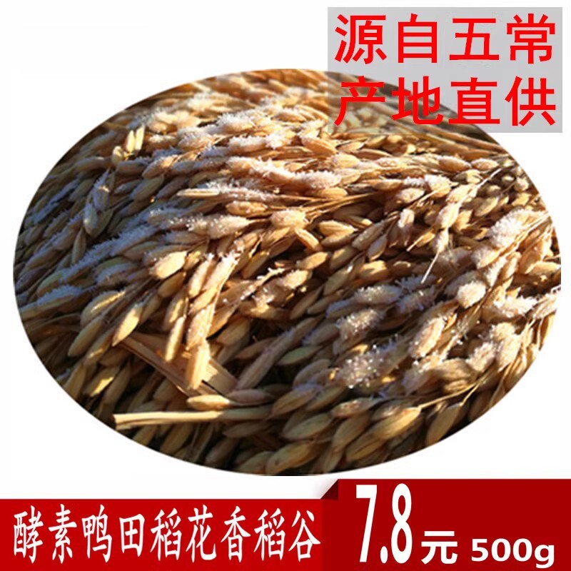 25年新五常稻花香2号稻谷酵素肥种植鸭田稻带壳大米水稻500g
