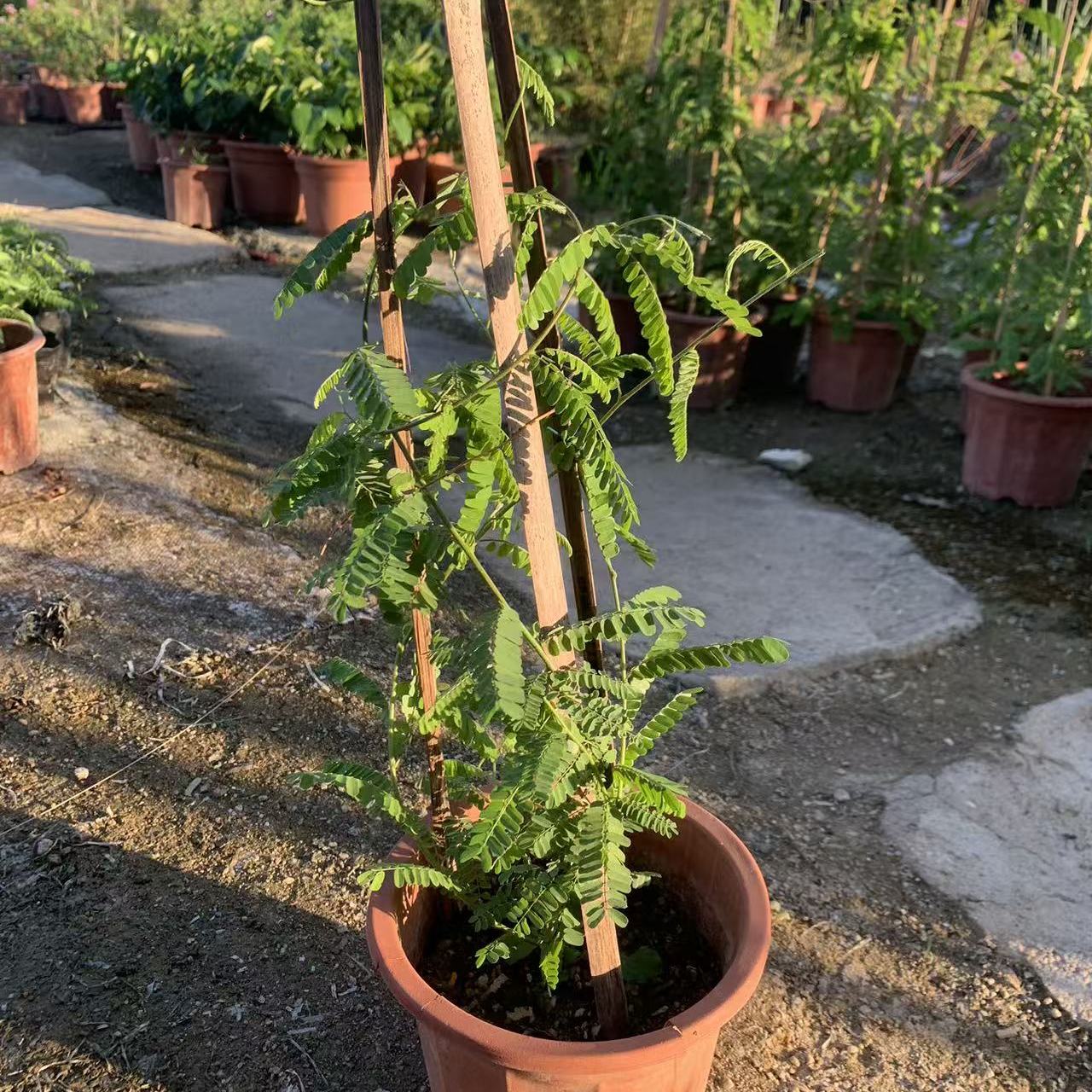 鸡骨草苗 大黄草苗 鸡骨草盆栽 广东相思子食用草药盆栽 好养植物