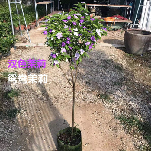 双色花卉茉莉花庭院开花浓香