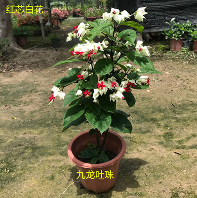 绿植庭院藤本花苗阳台盆栽