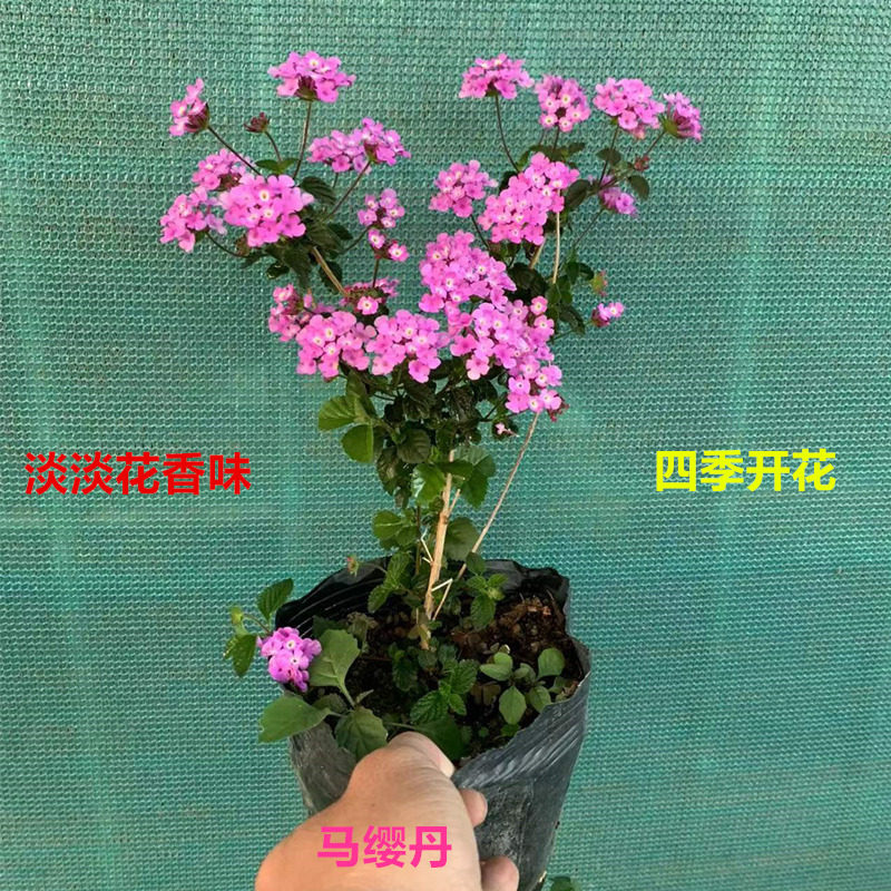 五色梅彩花四季盆栽老桩马缨丹木本花卉植物庭院阳台绿植净化空气
