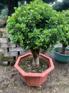 独杆米兰双色米兰毛杜鹃巴西紫牡丹盆栽黄杨老桩盆景阳台庭院绿植