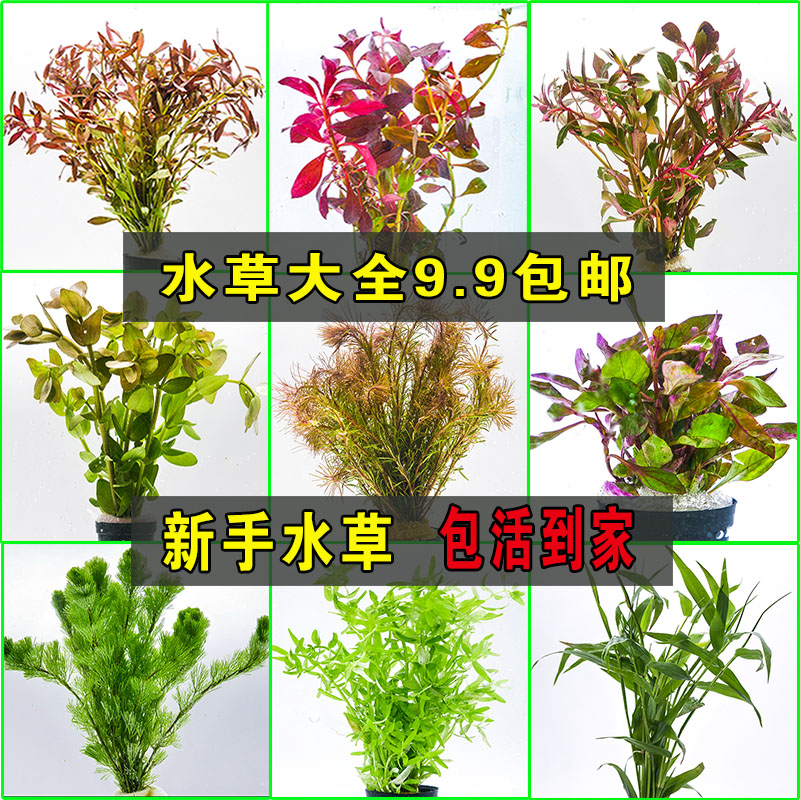 水族造景鱼缸水草缸造景套餐懒人活体淡水植物水草种子前中后景草