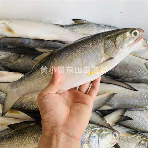 黄小贤东山岛海鲜午鱼马友鱼辅食