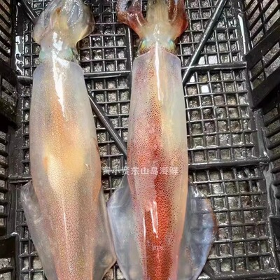 黄小贤东山海鲜海钓鱿鱼大管刺身
