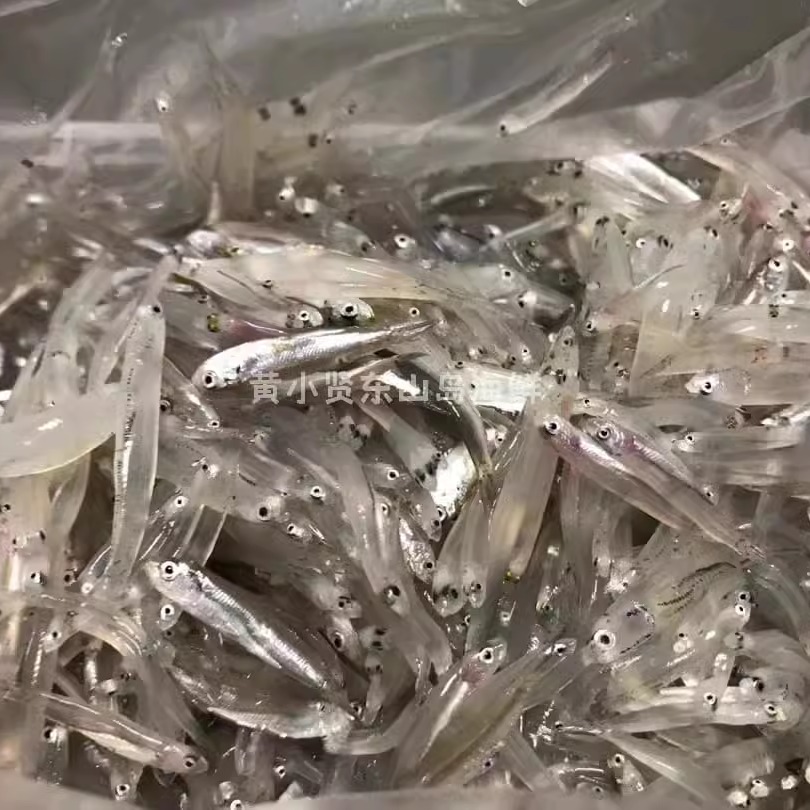 黄小贤东山岛海鲜小银鱼老人补钙