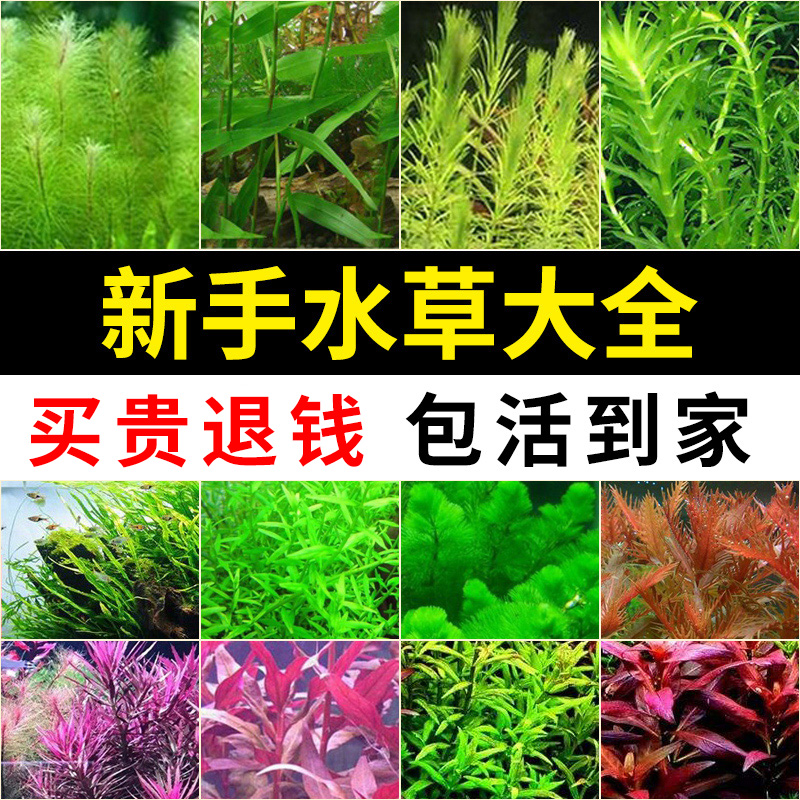 鱼缸水草优惠推荐 鱼缸水草品牌折扣 慢慢买 鱼缸水草优惠推荐 鱼缸水草品牌折扣 慢慢买
