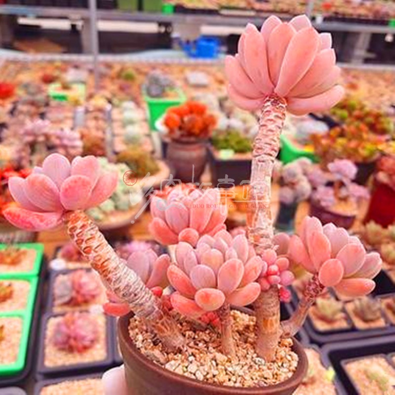 满额包邮/多肉植物【果冻灯美人】昆明开挂区塑料盆土种好阳台