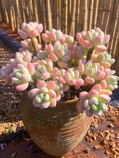 多肉植物 超大洛神多株多头大颗带盆栽好果冻色易养殖净化空气