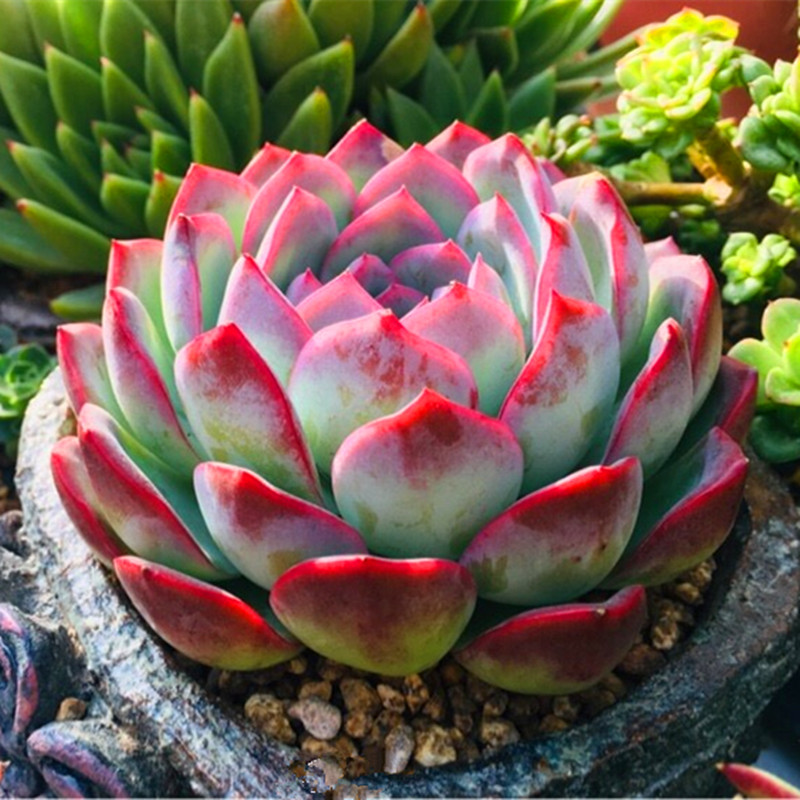 多肉植物【红边月影】半红色 迷你奇趣植物 多肉盆栽 多肉故事馆