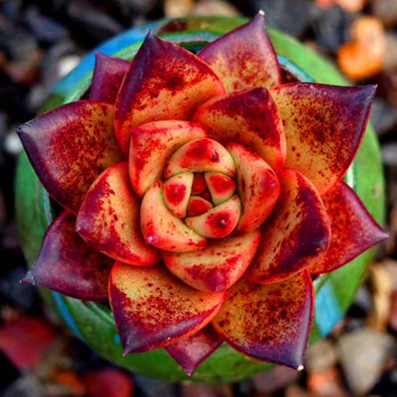 满额包邮【血罗】火焰小骑士新品小萌肉稀少东云系防辐射花卉盆栽