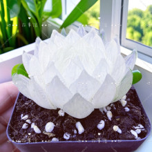 多肉植物 冰晶白莲花玉露锦精品高档稀有贵货室内阳台盆栽花卉