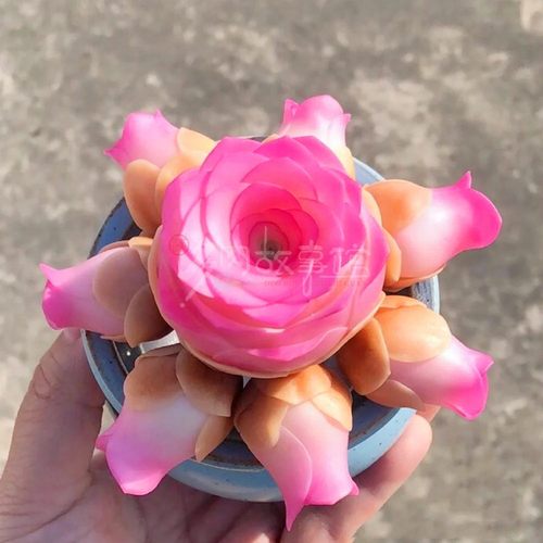 露台庭院阳台容易风影小玉玫瑰