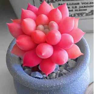 多肉植物 粉色所罗门品相佳色彩盆栽绿植玉露红宝石超大组合基地